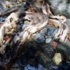 2007.04.01. - Samothraki